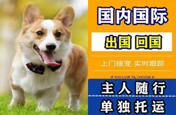 宜昌市宠物托运公司宜昌市宠物托运公司宜昌市宠物托运公司