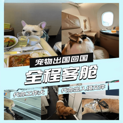 宜昌市宠物托运到白俄罗斯宠物入境规定和要求